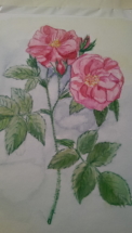 IMAG1628_2 IMAG1628_2