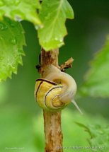 07-Schnecke an Rebe_Bildgröße ändern
