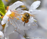 13-Bienenflug-2_Bildgröße ändern