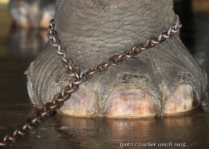 25-Elefantenfuss Zoo Zürich_Bildgröße ändern