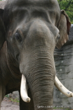 26-Elefant Hagenbeck-Zoo_Bildgröße ändern