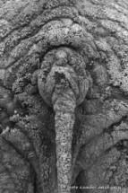 27-Elefant Zolli Basel_Bildgröße ändern