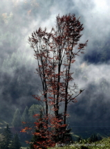 42-Nebel auf der Alp Oberstaufen_Bildgröße ändern