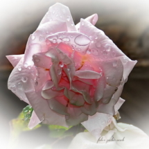 45-Rosenblüte nach dem Regen_Bildgröße ändern