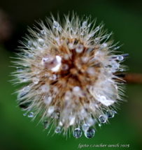 46-Diamant Löwenzahn_Bildgröße ändern
